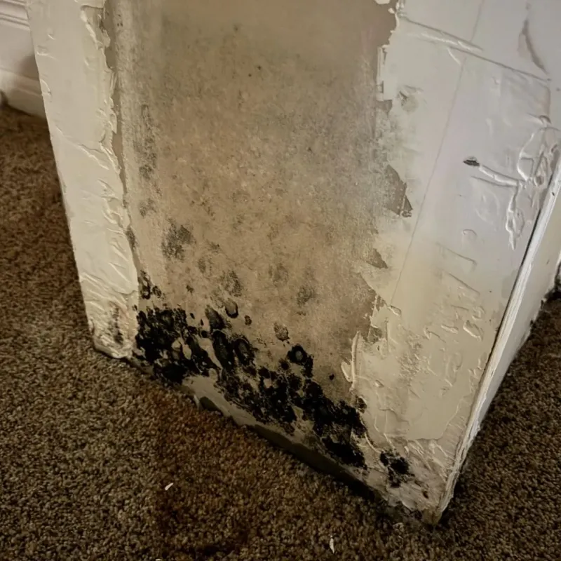 Professional Mold Removal in Ruskin, FL